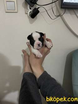 Siyah Beyaz French Bulldog 2