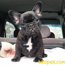 Siyah Beyaz French Bulldog Bebeklerimiz 2