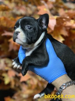 Siyah Beyaz French Bulldog Bebeklerimiz 3