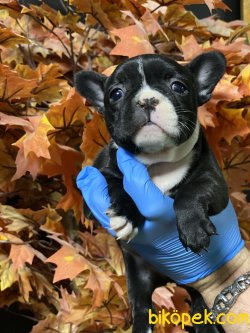 Siyah Beyaz French Bulldog Bebeklerimiz 1