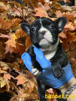 Siyah Beyaz French Bulldog Bebeklerimiz 3