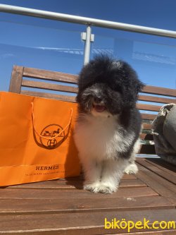 Siyah Beyaz Harlequin Toy Poodle Oğlumuz 2