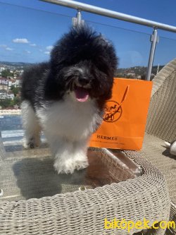 Siyah Beyaz Harlequin Toy Poodle Oğlumuz 3