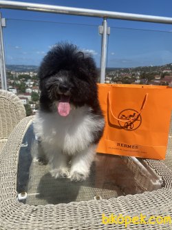 Siyah Beyaz Harlequin Toy Poodle Oğlumuz 1