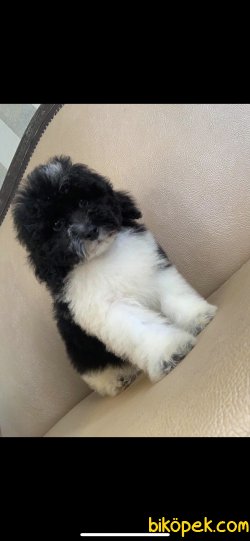 Siyah.beyaz Nadir Renk Poodle Tea Cup 1