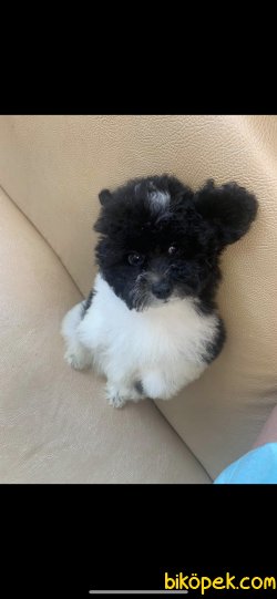 Siyah.beyaz Nadir Renk Poodle Tea Cup 3