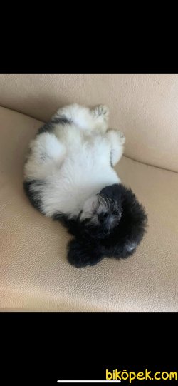 Siyah.beyaz Nadir Renk Poodle Tea Cup 2