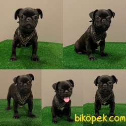 Siyah (Black) Pug Mops Dişi Yavrumuz 1