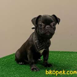 Siyah (Black) Pug Mops Dişi Yavrumuz 5