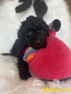 Siyah Black Toy Poodle Safkan Orjinal Sağlık Garantili 5