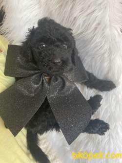 Siyah Black Toy Poodle Safkan Orjinal Sağlık Garantili 4