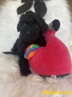 Siyah Black Toy Poodle Safkan Orjinal Sağlık Garantili 3
