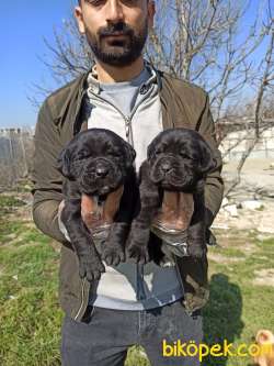 SİYAH CANE CORSA YAVRULAR 3