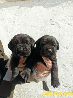 SİYAH CANE CORSA YAVRULAR 1