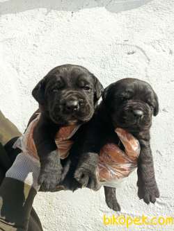 SİYAH CANE CORSA YAVRULAR 2