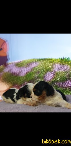 Siyah Cavaliet King Charles Yavruler 3