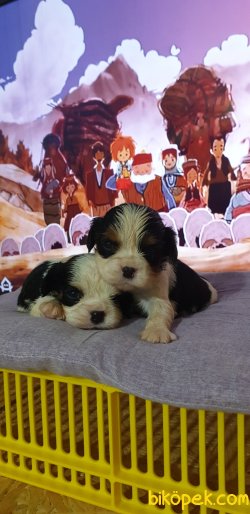 Siyah Cavaliet King Charles Yavruler 4