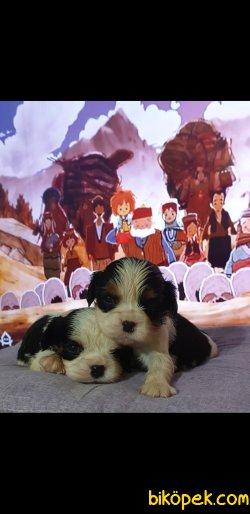 Siyah Cavaliet King Charles Yavruler 1