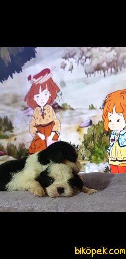 Siyah Cavaliet King Charles Yavruler 2