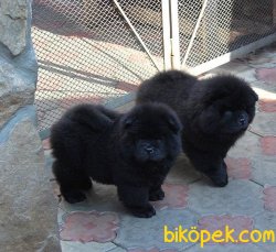 Siyah Chow Chow Çin Aslanı  Yavruları 3