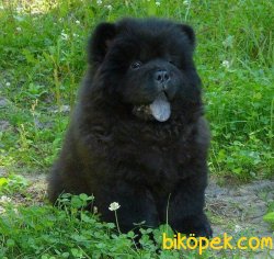 Siyah Chow Chow Çin Aslanı  Yavruları 1