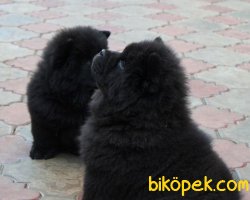 Siyah Chow Chow Çin Aslanı  Yavruları 4