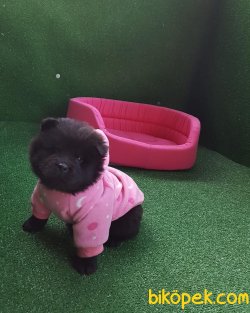 Siyah Chow Chow Yavruları 3