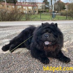 Siyah Chow Chow Yavruları 2
