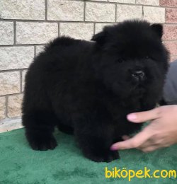 Siyah Chow Chow Yavrusu 1