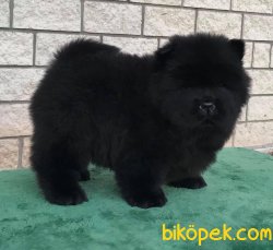 Siyah Chow Chow Yavrusu 2