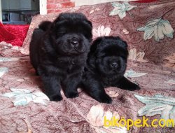 Siyah Chow Chow Yavrusu 3