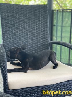 Siyah Dişi Full Aşılı French Bulldog 4