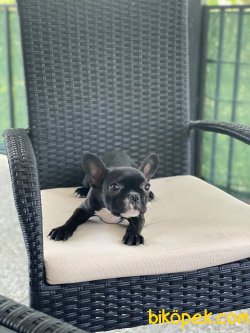 Siyah Dişi Full Aşılı French Bulldog 3