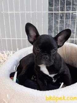 SİYAH Frenc Buldog  YAVRULARI 3