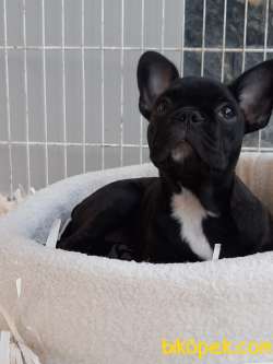 SİYAH Frenc Buldog  YAVRULARI 1