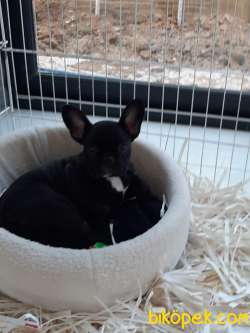 SİYAH Frenc Buldog  YAVRULARI 2