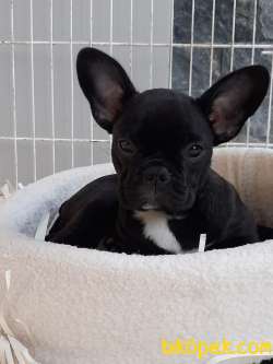 SİYAH Frenc Buldog  YAVRULARI 4