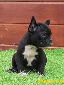 Siyah French Bulldog Yavruları 5