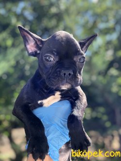 SIYAH FRENCH BULLDOG YAVRULARIMIZ 3