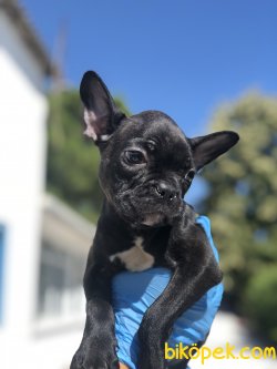 SIYAH FRENCH BULLDOG YAVRULARIMIZ 1