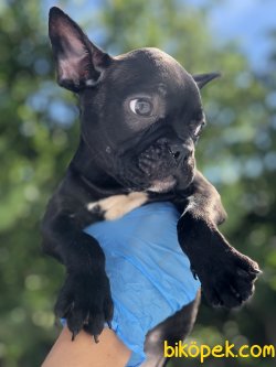 SIYAH FRENCH BULLDOG YAVRULARIMIZ 2