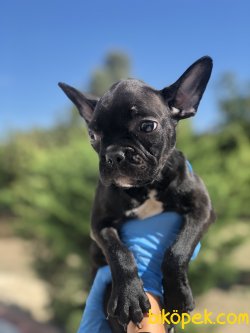 SIYAH FRENCH BULLDOG YAVRULARIMIZ 3