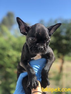 SIYAH FRENCH BULLDOG YAVRULARIMIZ 1