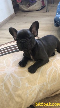 Siyah French Bulldog Yavrularımız 3