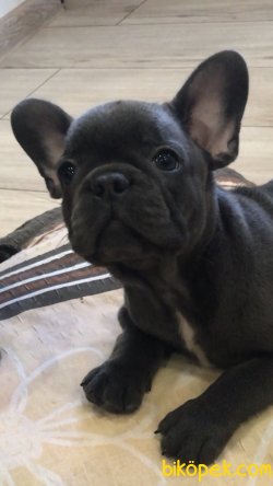 Siyah French Bulldog Yavrularımız 2