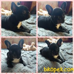 Siyah French Bulldog Yavrulrımız 2