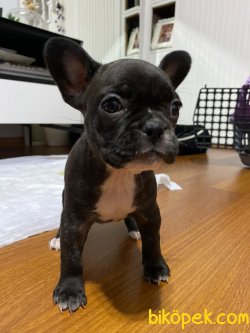 Siyah French Bulldog Yavrulrımız 3