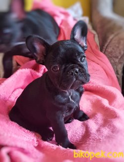 Siyah French Bulldog Yavrulrımız 1