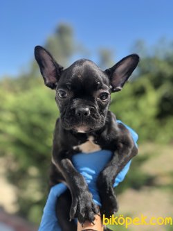 SIYAH FRENCH BULLDOG YAVRUMUZ 3