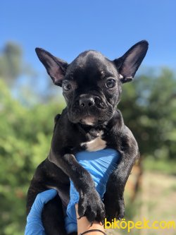 SIYAH FRENCH BULLDOG YAVRUMUZ 1